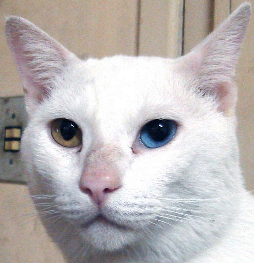 고양이.jpg