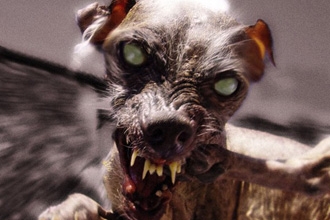dogz_article.jpg