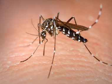 mosquito_380x285.jpg