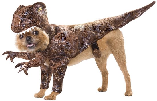 Cute-Pup.jpg