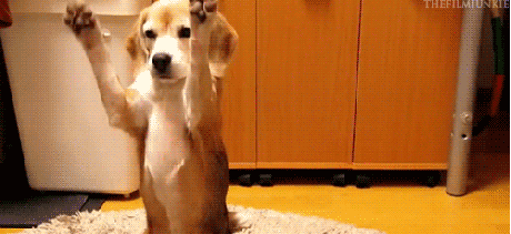 짤2.gif