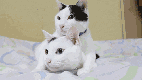 짤3.gif